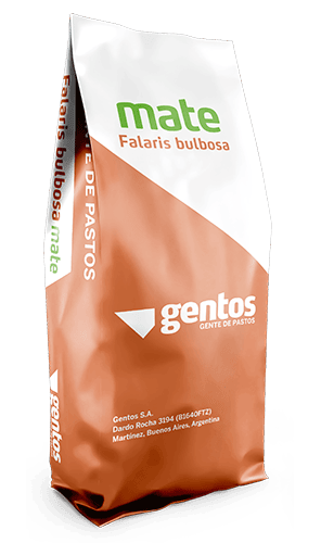 Gentos-GRAMINEAS-PHALARIS-Falaris-Mate